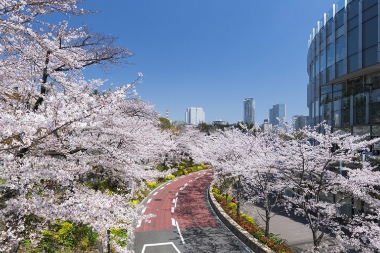 MIDTOWN BLOSSOM 2025