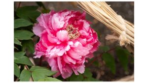 第四十四回　上野・東照宮 冬ぼたん｜あみゅーぜん