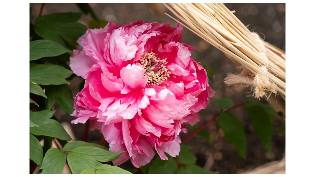 第四十四回　上野・東照宮 冬ぼたん｜あみゅーぜん