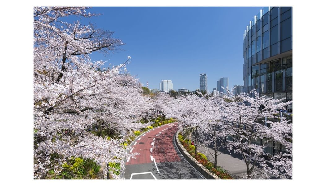 MIDTOWN BLOSSOM 2026🌸｜あみゅーぜん